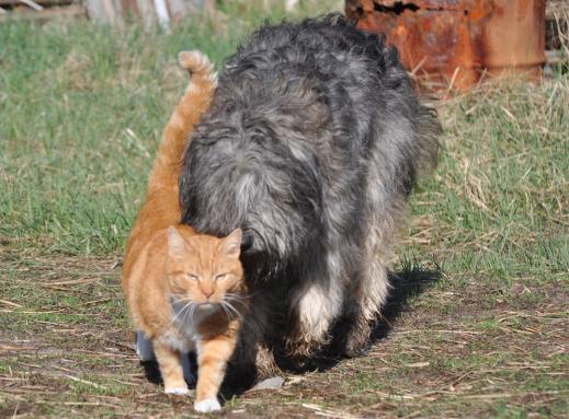 Samba & Miau